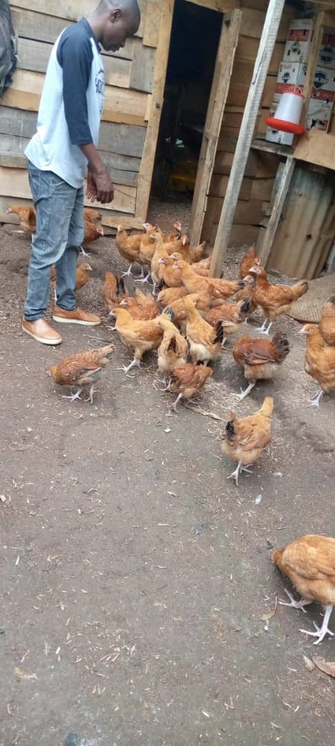 Elevage des poules 